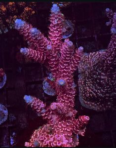 Pink Lighting