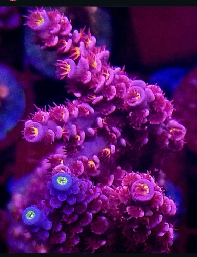 Defugiums Redrum
