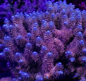 Reef Raft Asia Orange passion