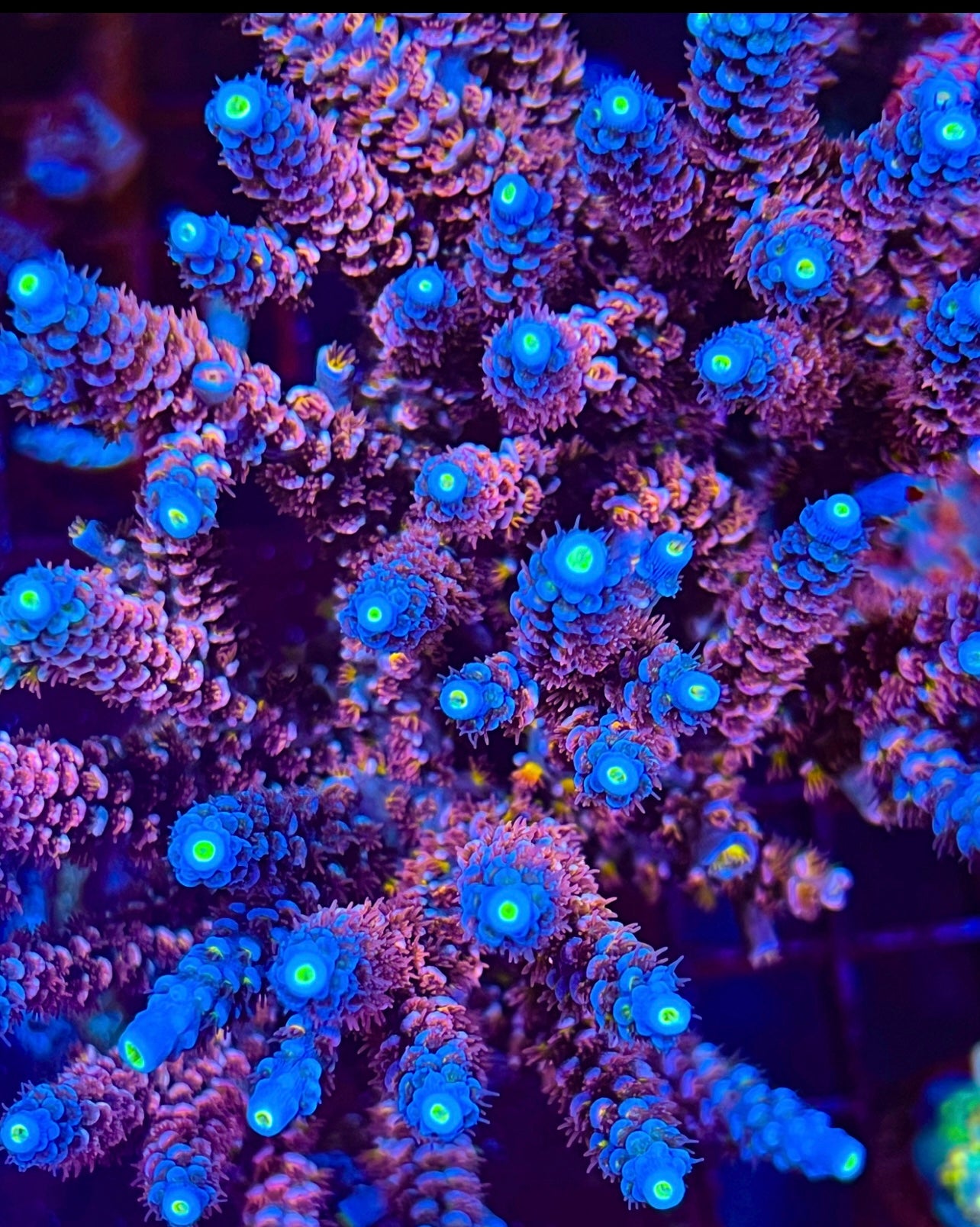 15P Blue coral VENOM