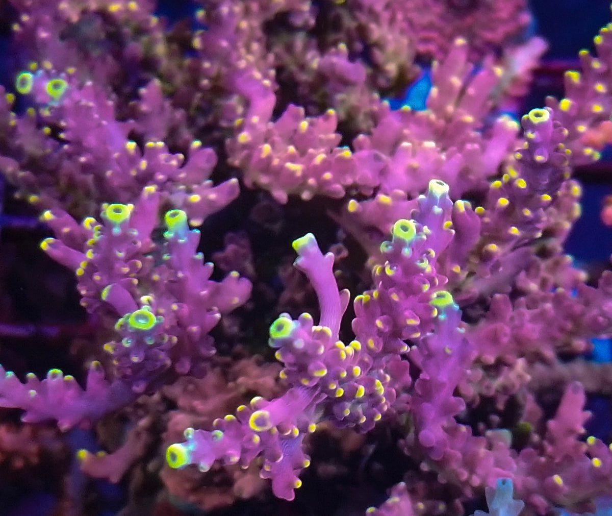 reef raft poison ivy – Defugiums Reef