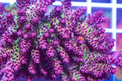 wwc christmas mirabilis