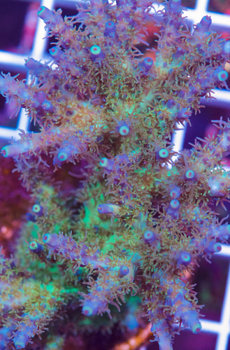 unknown acro