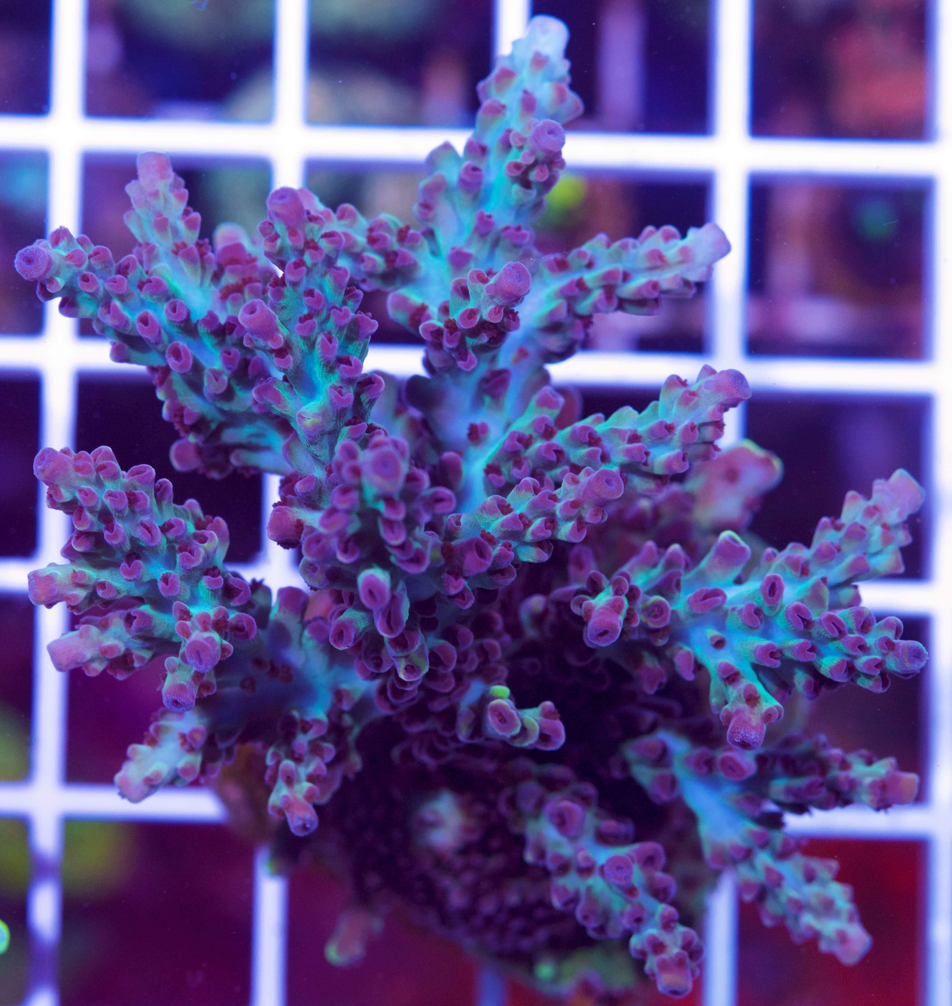 Pearl Berry