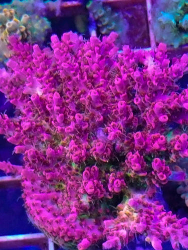 WWC Pink Passion