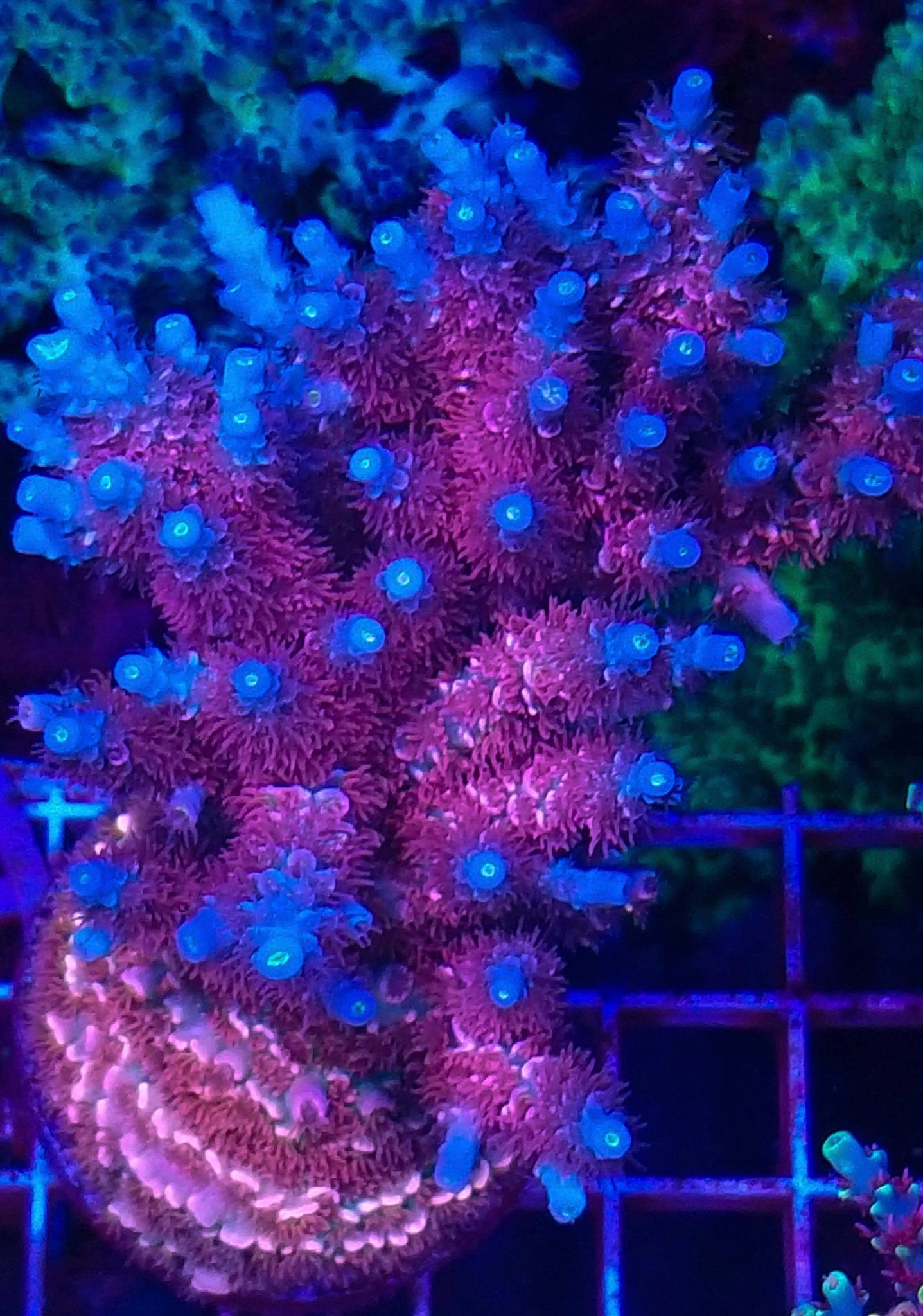 Coral BooMs No.12 ◆ SPECIAL　ホンタコアシサンゴ　アイスパープル　メタルーツ　◆ サンゴ All Coral \u2013 Page 4 \u2013 Boom Corals LLC