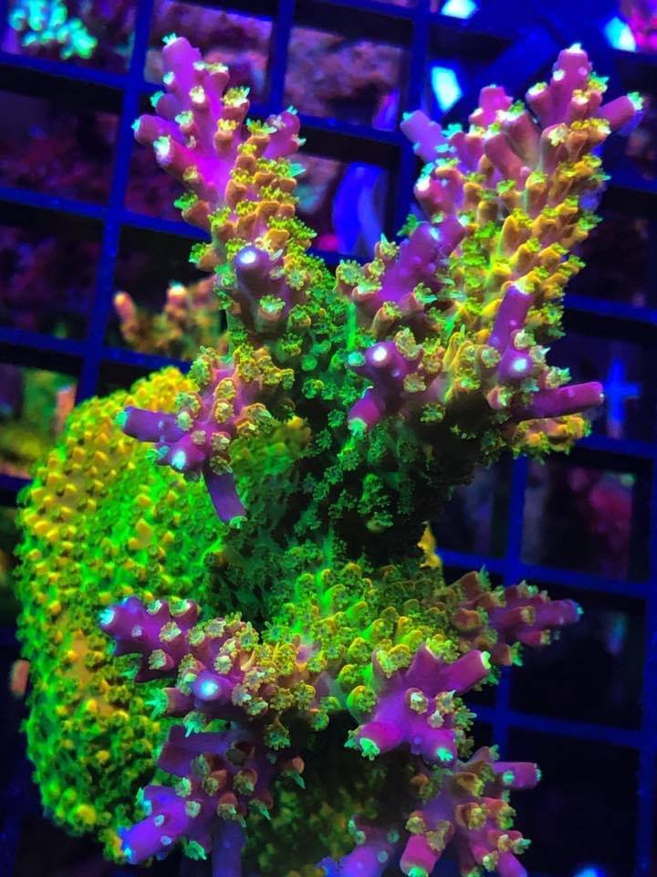 reef raft rainbow loom